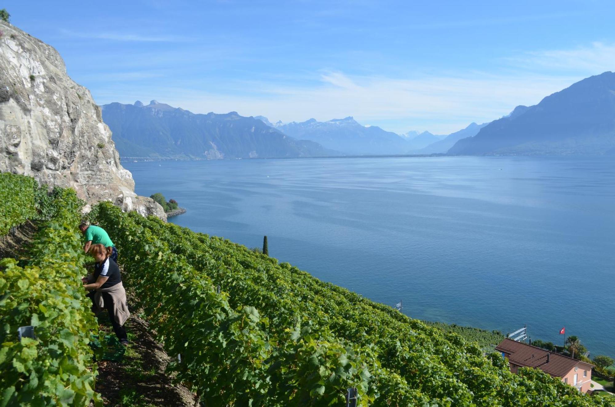 فندق Domaine Du Burignon Saint-Saphorin المظهر الخارجي الصورة