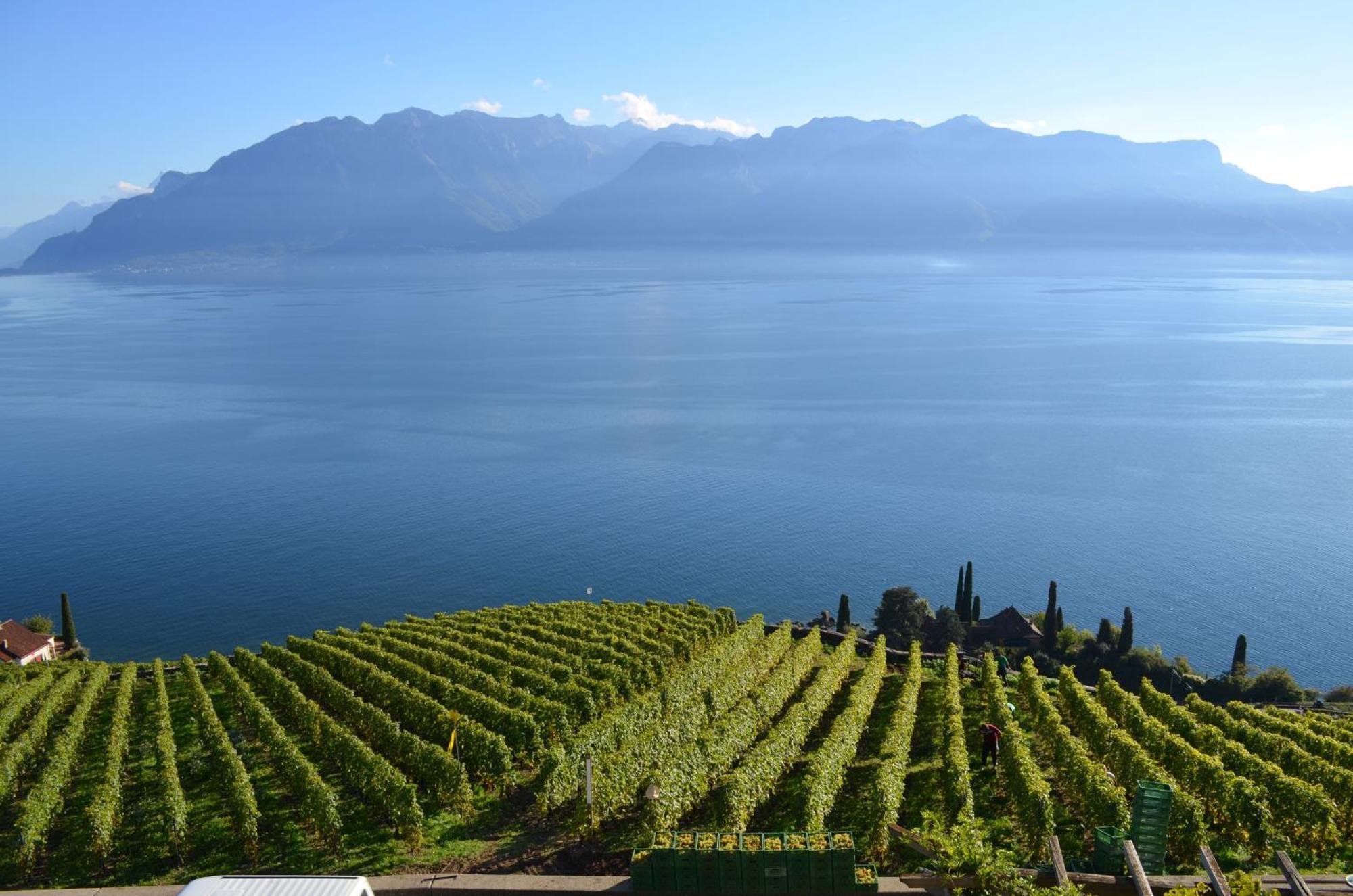 فندق Domaine Du Burignon Saint-Saphorin المظهر الخارجي الصورة