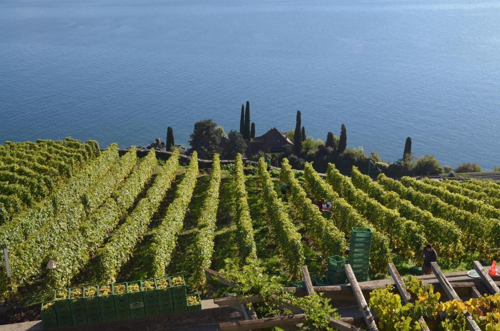فندق Domaine Du Burignon Saint-Saphorin الغرفة الصورة